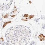 Merck Anti-EBP antibody produced in rabbit