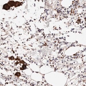 Merck Anti-PTPN22 antibody produced in rabbit