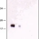 Merck Anti-NY-ESO-1 antibody, Mouse monoclonal