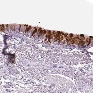 Merck Anti-SCGB1A1 antibody produced in rabbit