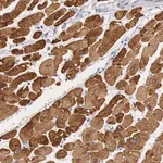 Merck Anti-MYH7 antibody produced in rabbit