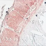 Merck Anti-Myosin Light Chain Kinase antibody, Mouse monoclonal