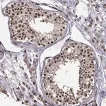 Merck Anti-SF1 antibody produced in rabbit