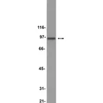 Merck Anti-HSP90 Antibody