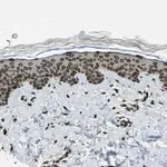 Merck Anti-LEMD2 antibody produced in rabbit