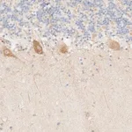 Merck Anti-MYO10 antibody produced in rabbit