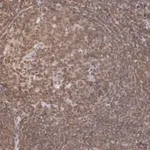 Merck Anti-HIF1A antibody produced in rabbit