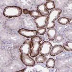 Merck Anti-WNT9B antibody produced in rabbit