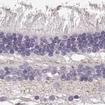 Merck Anti-SLC1A7 antibody produced in rabbit