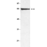 Merck Anti-BSA (Bovine Serum Albumin) Antibody
