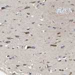 Merck Anti-RHOT2 antibody produced in rabbit
