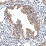 Merck Anti-TMEM30A antibody produced in rabbit