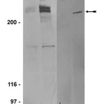 Merck Anti-phospho-ATM (Ser1981) Antibody, clone 10H11.E12