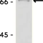 Merck Anti-Myc Tag Antibody