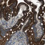 Merck Anti-FAR1 antibody produced in rabbit