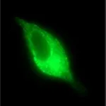 Merck Anti-PSMA antibody, Mouse monoclonal