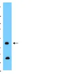 Merck Anti-Connexin 43 Antibody, CT, cytosolic