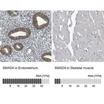 Merck Anti-SMAD4 antibody produced in rabbit