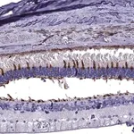 Merck Anti-ARR3 antibody produced in rabbit