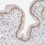 Merck Anti-ELMSAN1 antibody produced in rabbit