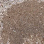 Merck Anti-MGEA5 antibody produced in rabbit