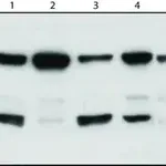 Merck Anti-U2AF65 antibody, Mouse monoclonal
