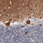 Merck Anti-SHANK3 antibody produced in rabbit
