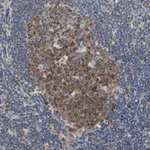Merck Anti-MCL1 antibody produced in rabbit
