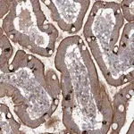 Merck Anti-MAP3K13 antibody produced in rabbit