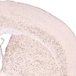 Merck Monoclonal Anti-FOXP2 antibody produced in mouse