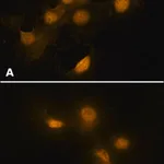 Merck Anti-HMGB1 (HMG1) (C-terminal) antibody produced in rabbit