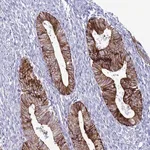 Merck Anti-ABHD17B antibody produced in rabbit
