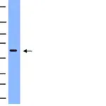 Merck Anti-NFκB Antibody, p65 subunit, active subunit, clone 12H11
