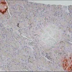 Merck Anti-Glucagon antibody, Mouse monoclonal