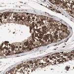 Merck Anti-SERBP1 antibody produced in rabbit