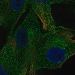 Merck Anti-PDGFRB antibody produced in rabbit