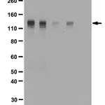 Merck Anti-phospho-FGFR-1 (Tyr653/Tyr654) Antibody