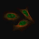 Merck Anti-NFE2L2 antibody produced in rabbit
