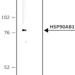 Merck Monoclonal Anti-Heat Shock Protein 90 antibody produced in mouse