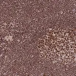 Merck Anti-PRKDC antibody produced in rabbit