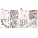 Merck Anti-C3 antibody produced in rabbit
