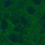 Merck Monoclonal Anti-DAT antibody produced in mouse