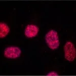 Merck Anti-TRF1 antibody, Mouse monoclonal