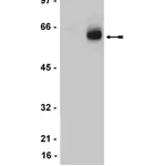 Merck Anti-Estrogen Receptor β Antibody, clone 68-4, rabbit monoclonal