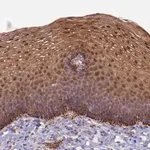 Merck Anti-CCDC127 antibody produced in rabbit