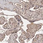 Merck Anti-CTGF antibody produced in rabbit