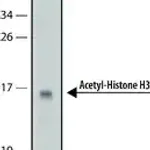 Merck Anti-acetyl-Histone H3 (Ac-Lys9) antibody, Mouse monoclonal