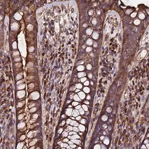 Merck Anti-EXT1 antibody produced in rabbit