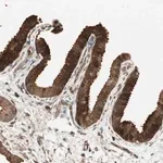 Merck Anti-PRKG1 antibody produced in rabbit