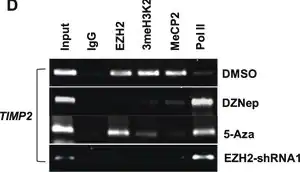 Merck Anti-MeCP2 Antibody